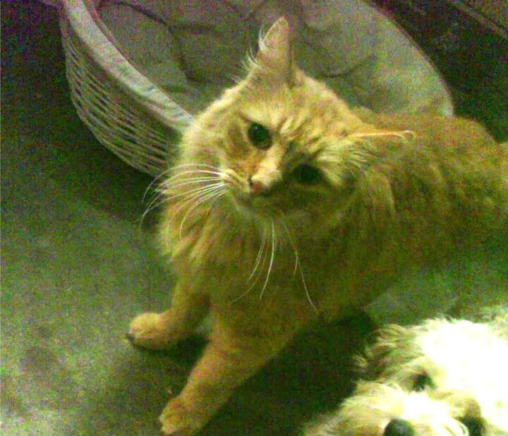 引擎轰鸣中的逆袭,雷诺车队战术逆转红牛二队,塞恩斯书写历史新章