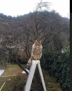 改写不可能,奥地利队逆袭葡萄牙与樊振东刷新纪录的双重震撼