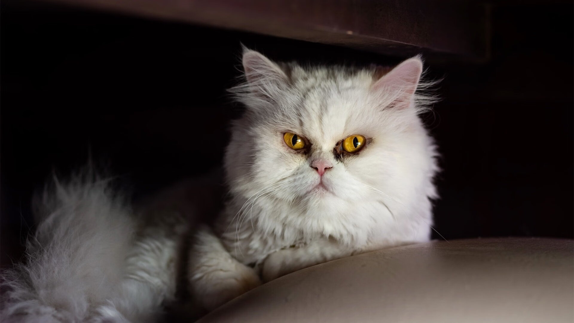 横扫狂潮！灰熊4，0完胜公牛，乔治决胜时刻锁定历史