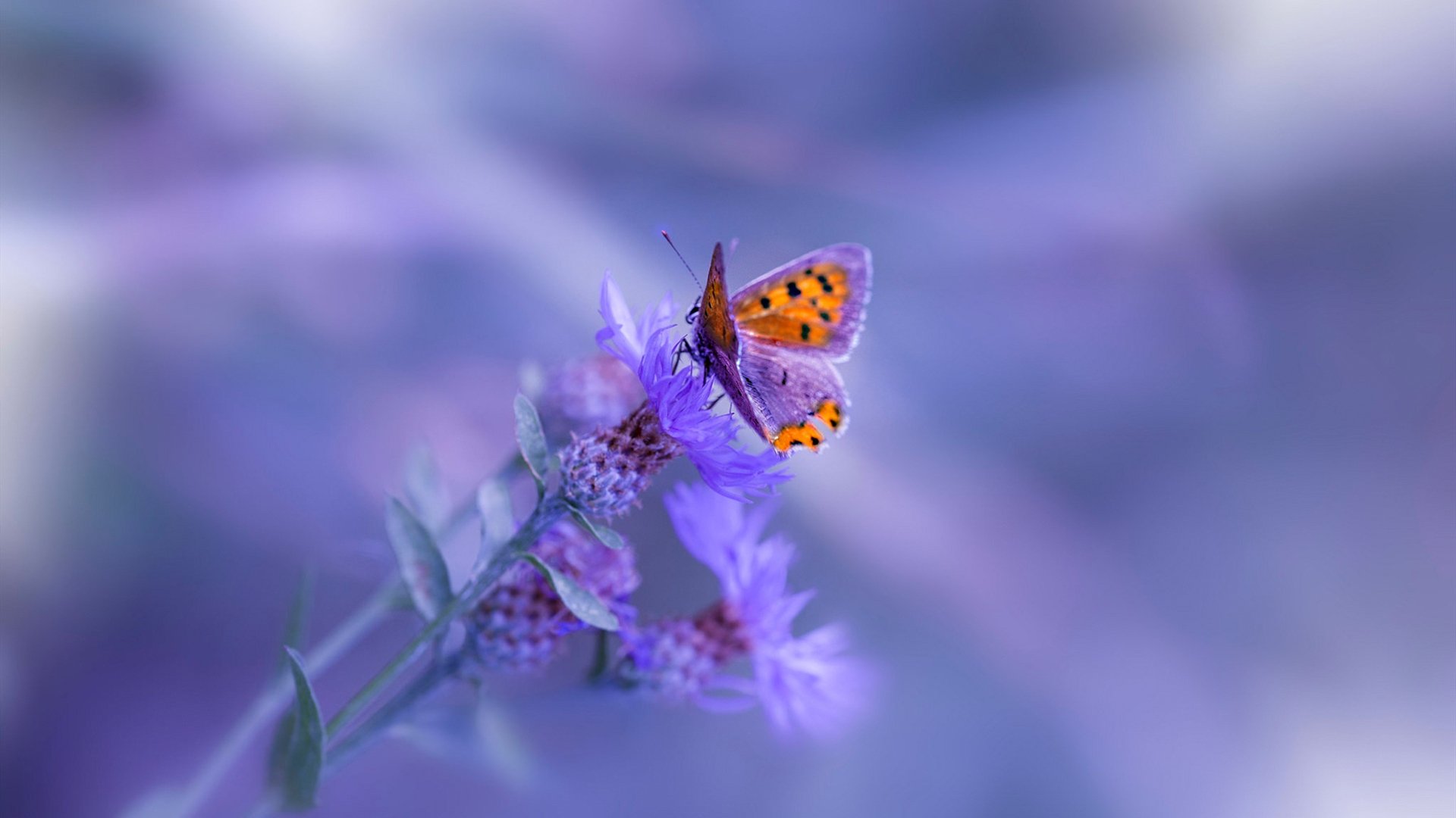 巴斯托尼爆发引领国米防线质变，亚特兰大欧战提前终结莱比锡悬念