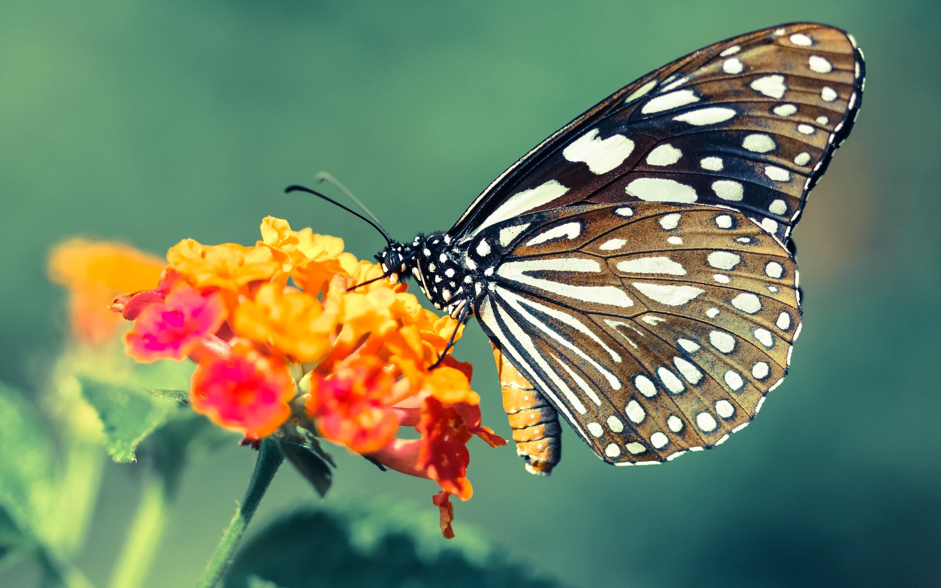 岁月交响曲，当詹姆斯导演紫金狂想，保罗奏响欧冠终章