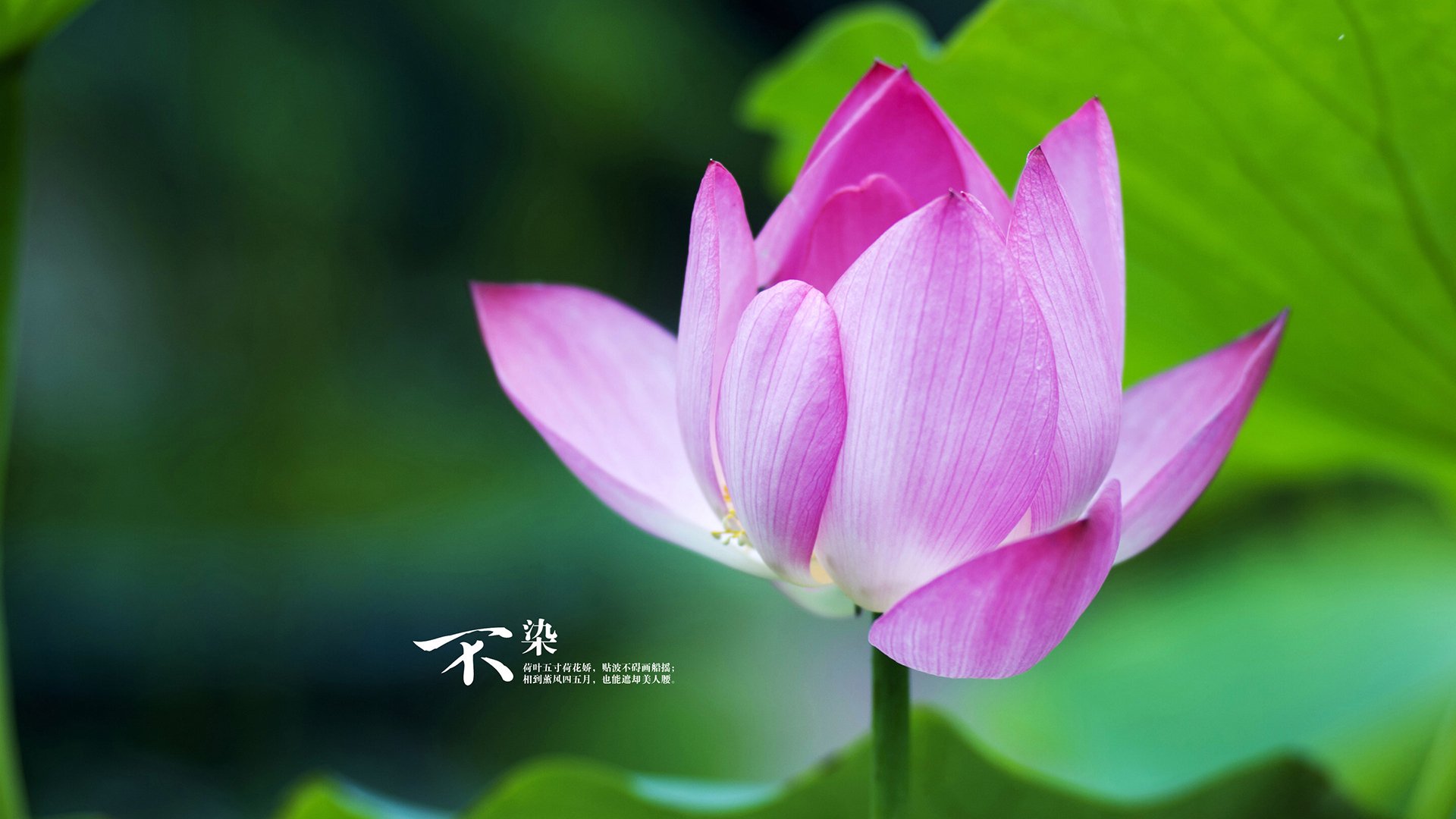 火力覆盖与钢铁穹顶，当骑士的暴雨倾盆遇上戈贝尔的天罗地网