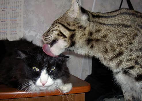 绝境之王！凯塞多加时赛定乾坤，雷恩力克尼日利亚