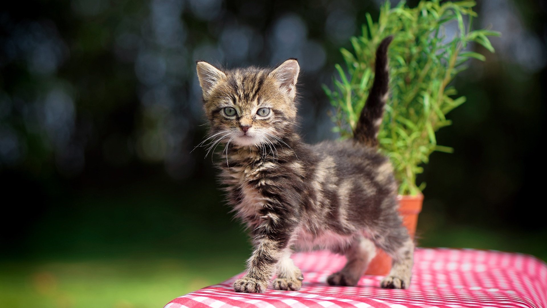 莱奥双响封王！荷兰新势力3-2掀翻巴萨，诺坎普见证权杖更迭