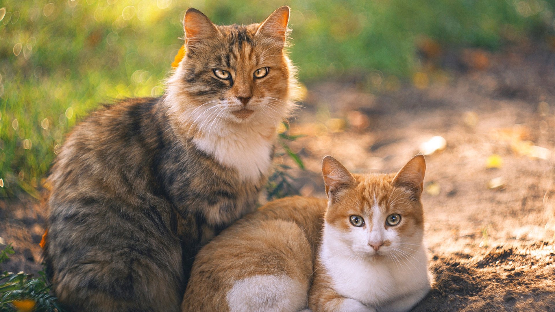 足球没有剧本，当弗拉霍维奇杀死悬念，瑞士撕碎童话