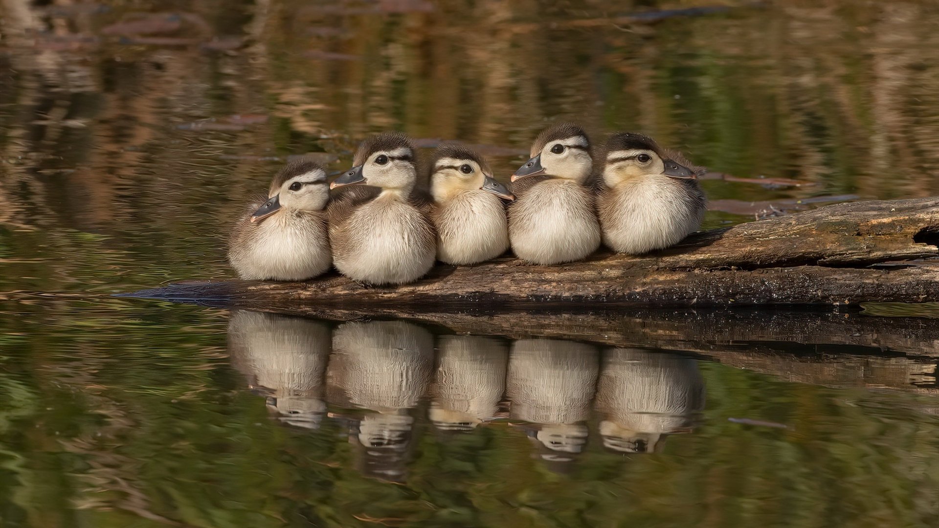 极速与绿茵的交错，虚拟F1街道赛上演新西兰绝杀拜仁焦点战