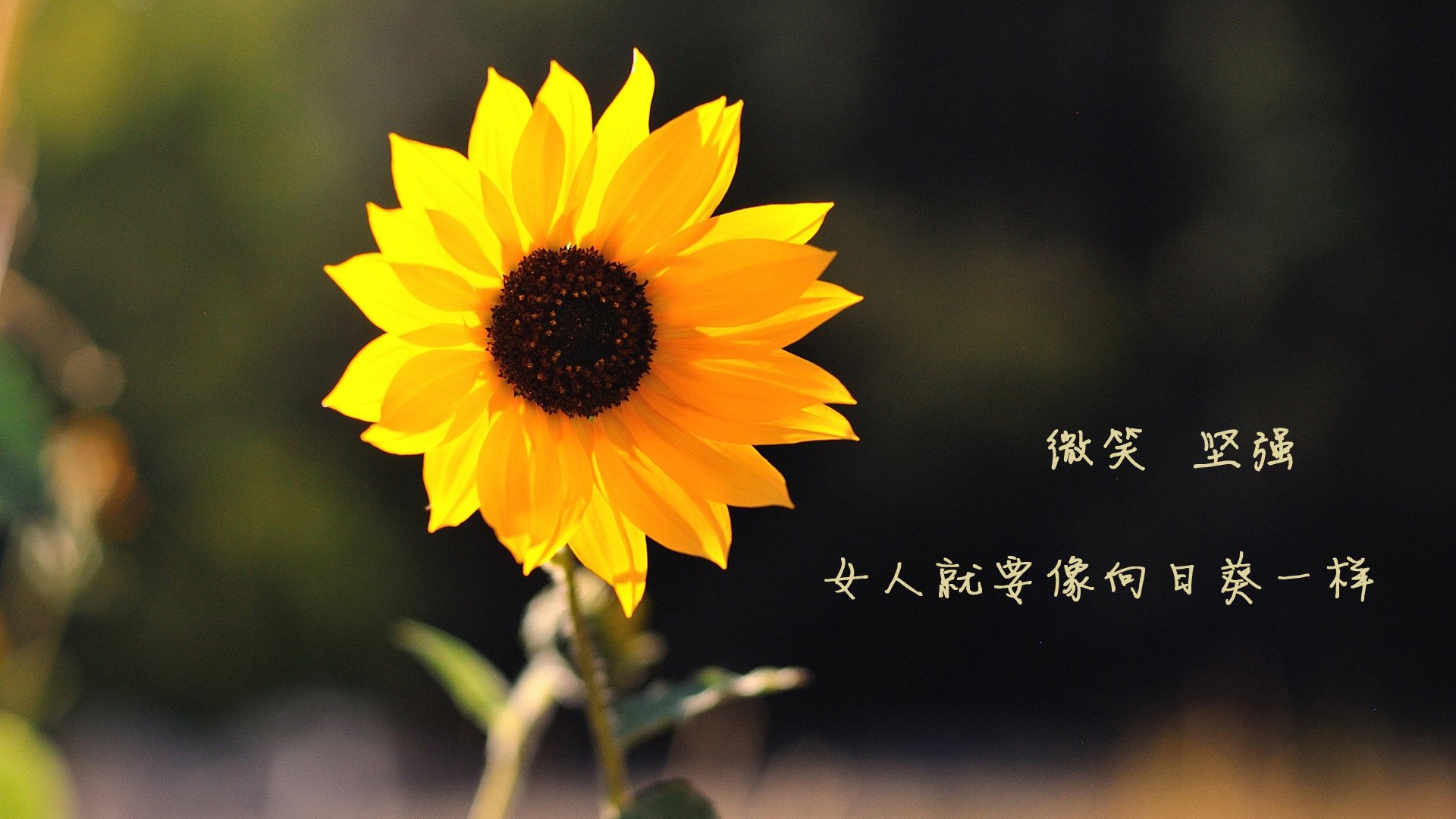 接管时刻，当雷恩绝杀威尔士，基米希主宰年度焦点战