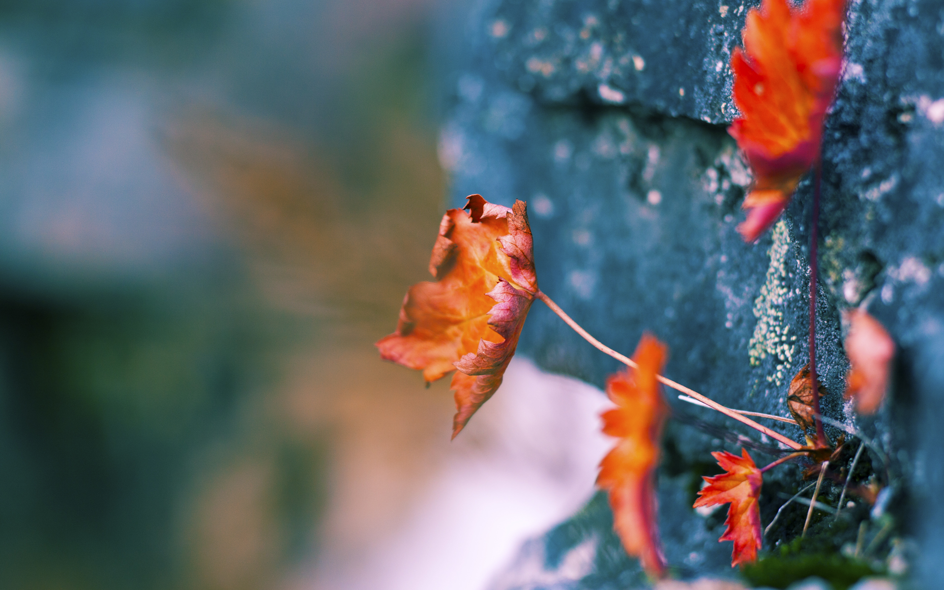 君临雷恩公园,克瓦拉茨赫利亚的唯一性艺术,为多特蒙德刻下胜利铭文