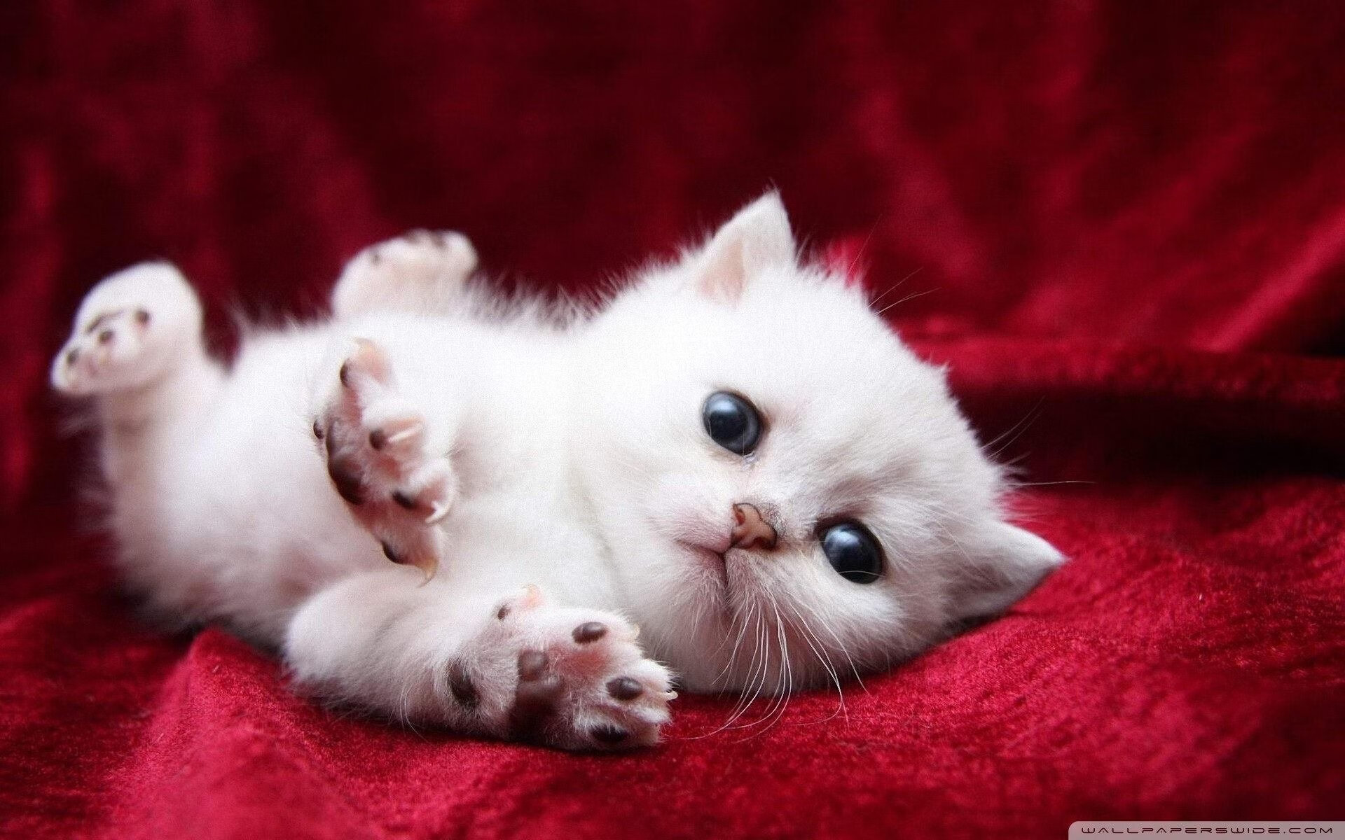 不是所有重逢都叫宿命,欧文在骑士主场的无声宣言