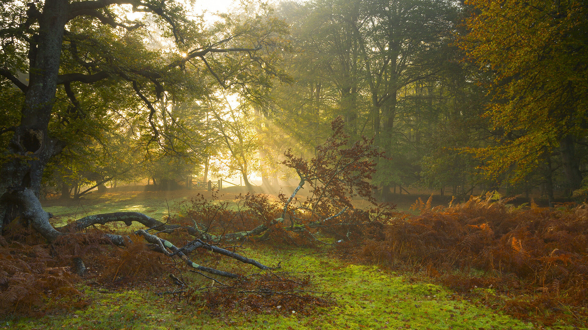 双重横扫，皇马商业赛征服日本，赖斯天价展现新时代中场价值