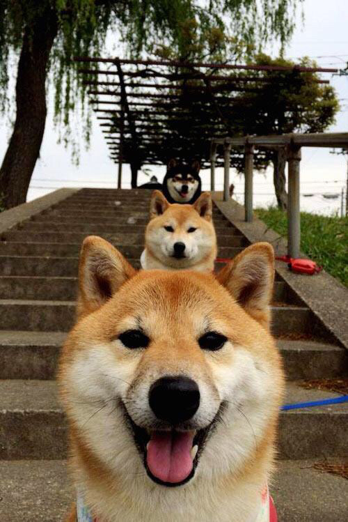 左翼的钥匙阿拉巴,拜仁如何用维也纳智慧淘汰几内亚铁壁