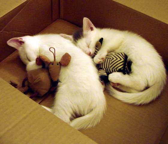 马克西40分孤星闪耀，勇士六人上双团队碾压