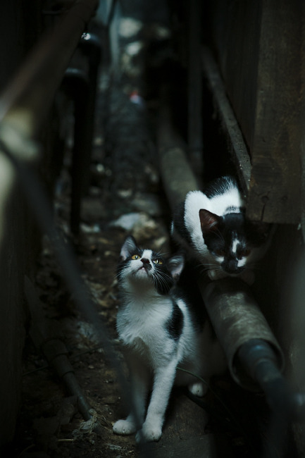 绿茵上的世界主义，当巴黎雨夜遇见安第斯雄鹰，哈弗茨在边界消融处重生