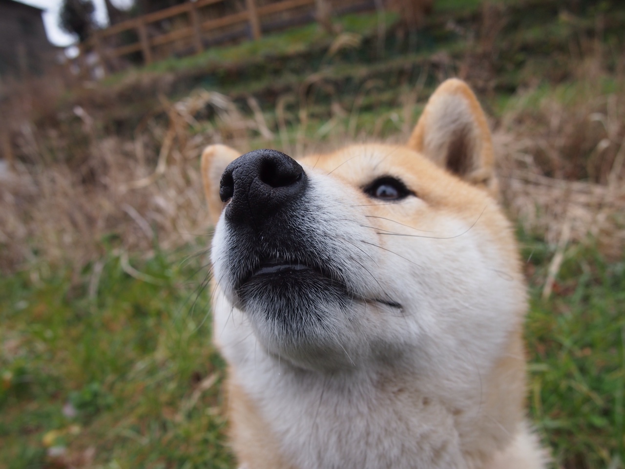 王座崩塌与加冕之夜,特奥一击,震碎南美霸权神话