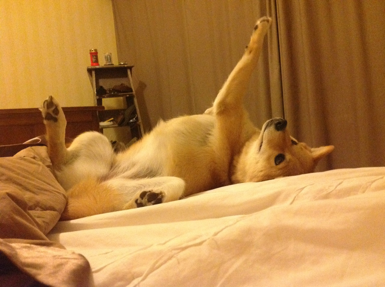 篮网狂胜夜，库里扮演关键先生—隐形杀手让国王绝望